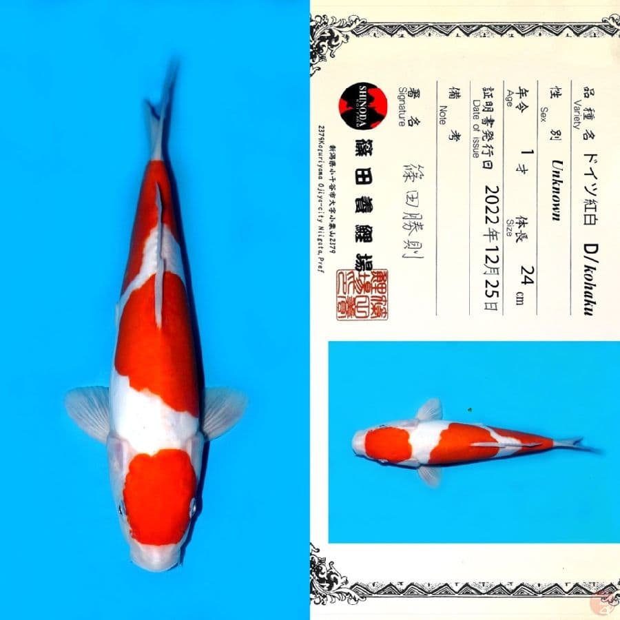 SHINODA KOHAKU DOITSU SQ 31CM