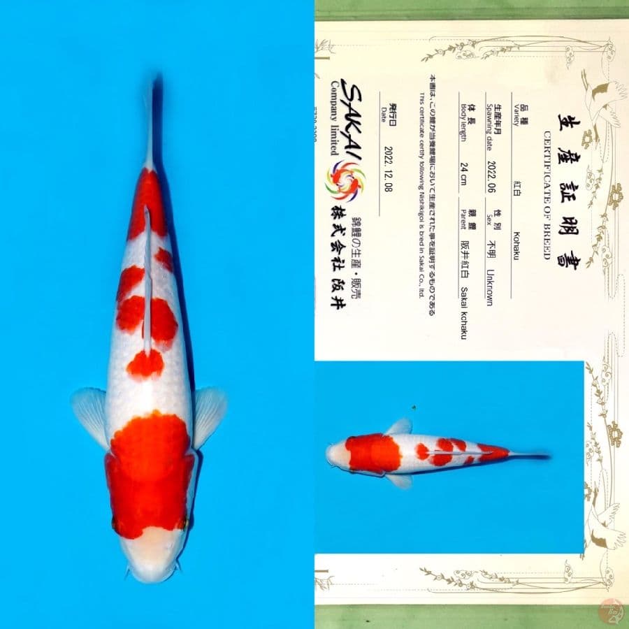SAKAI GONDAN KOHAKU SQ 31CM