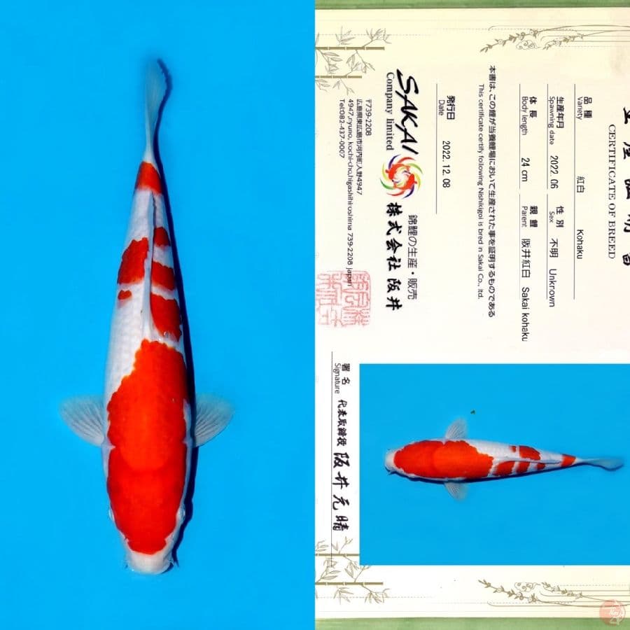 SAKAI GONDAN KOHAKU SQ 31CM