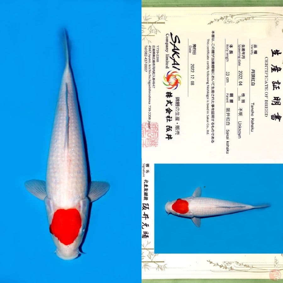 SAKAI TC KOHAKU HQ 40CM