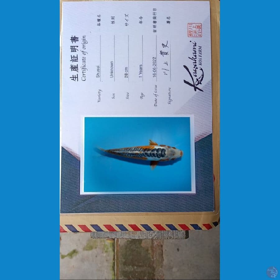 hana susui import 35 cm 