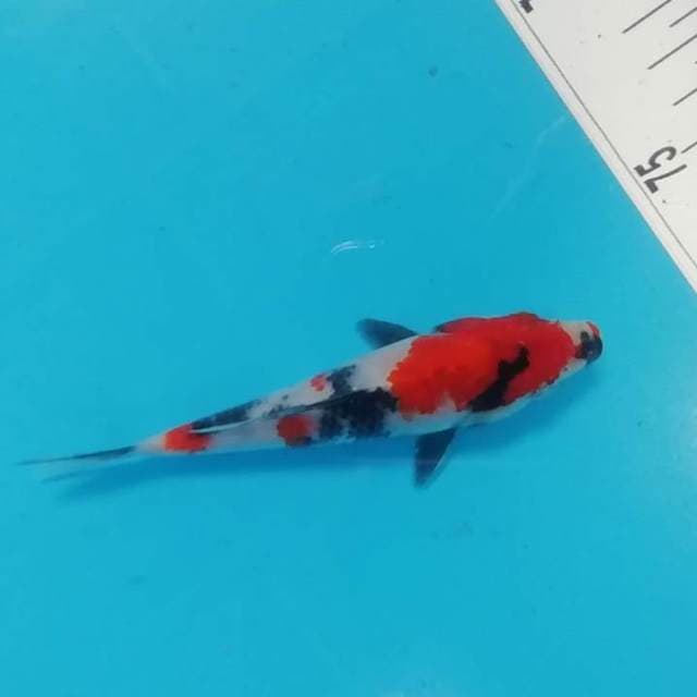 13cm Showa Sanshoku