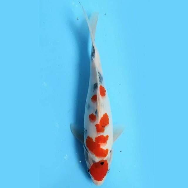 Showa Sanshoku