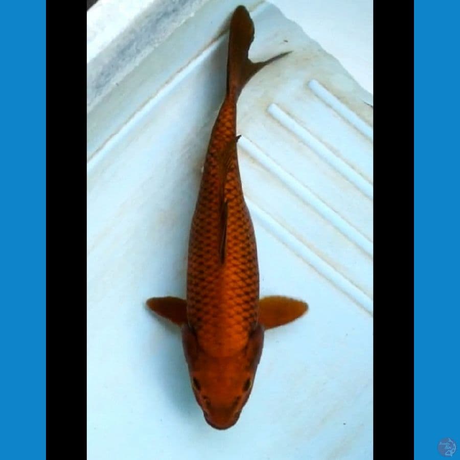 Chagoi 36 cm fm
