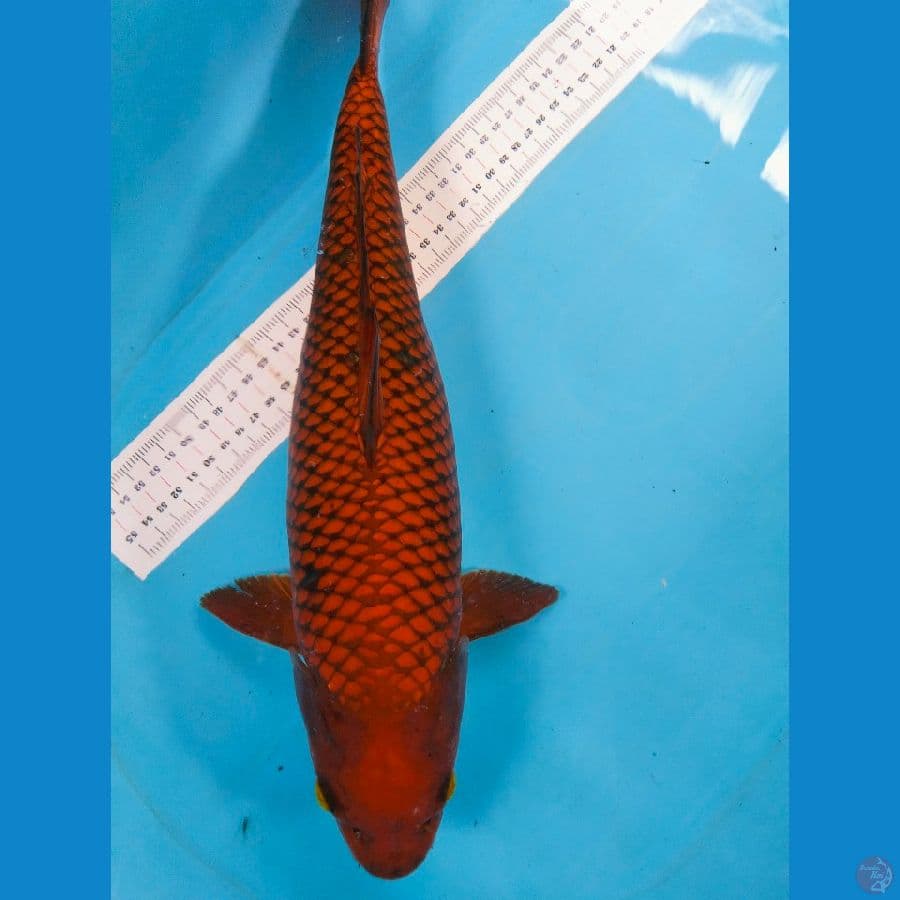 Chagoi 43cm