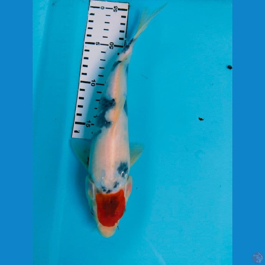 Tancho showa 26cm