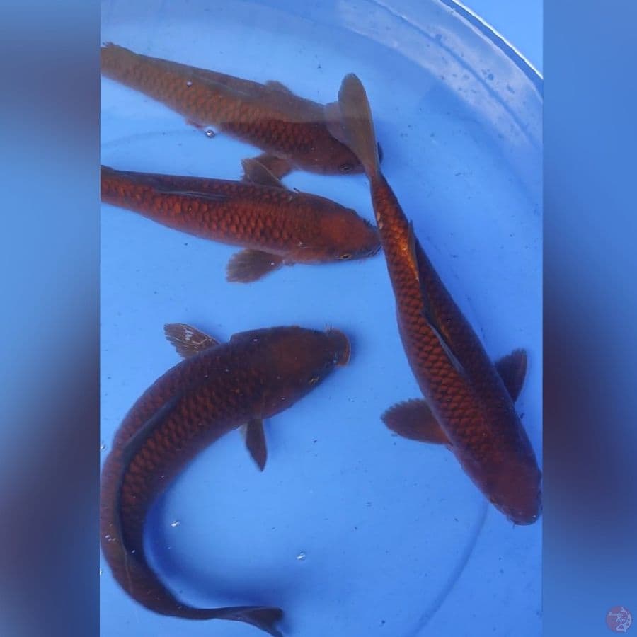 PENJINAK RAPI 28-32CM 4EKOR