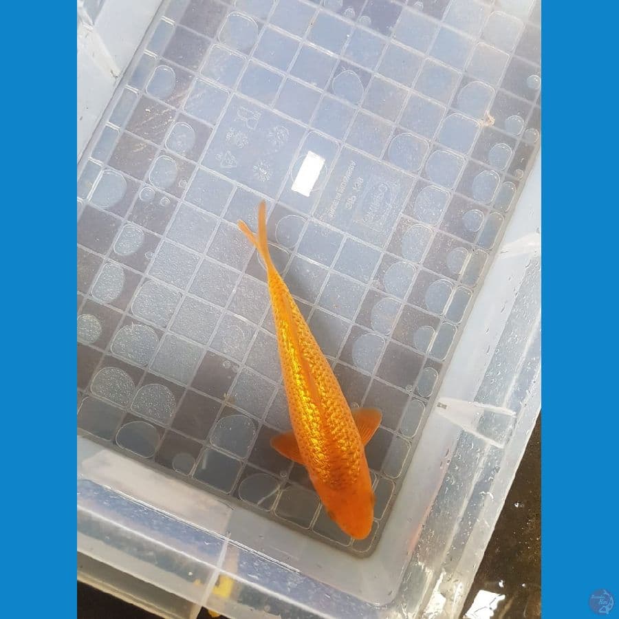 Karamel fuull ginrin 24cm male ready show