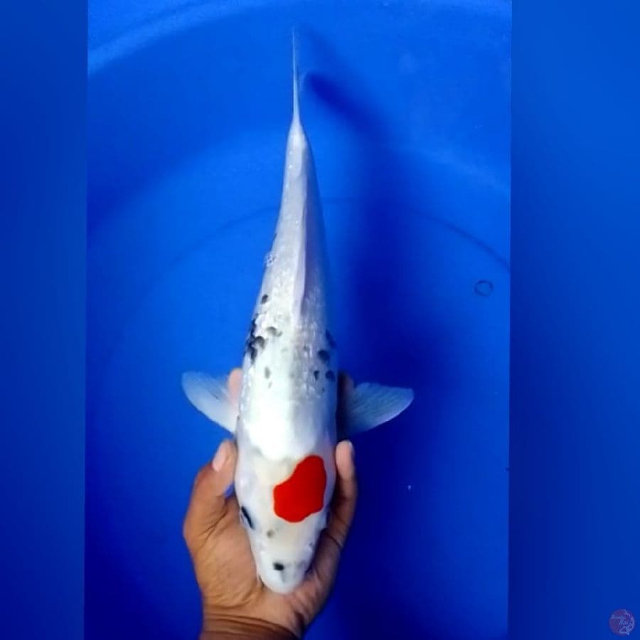 TC SHOWA GINDRIN 42CM