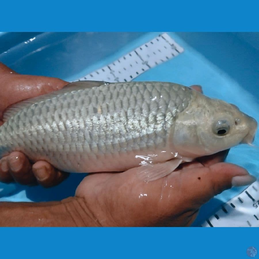 soragoi ginrin 31cm