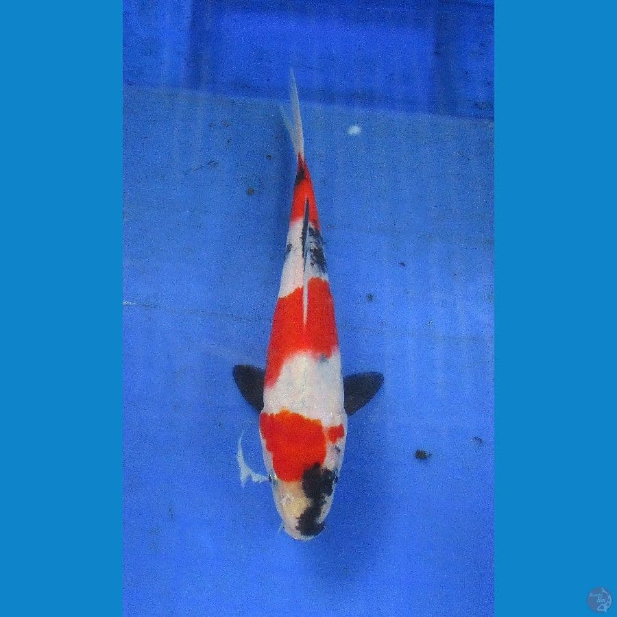 showa sansoku ±22cm