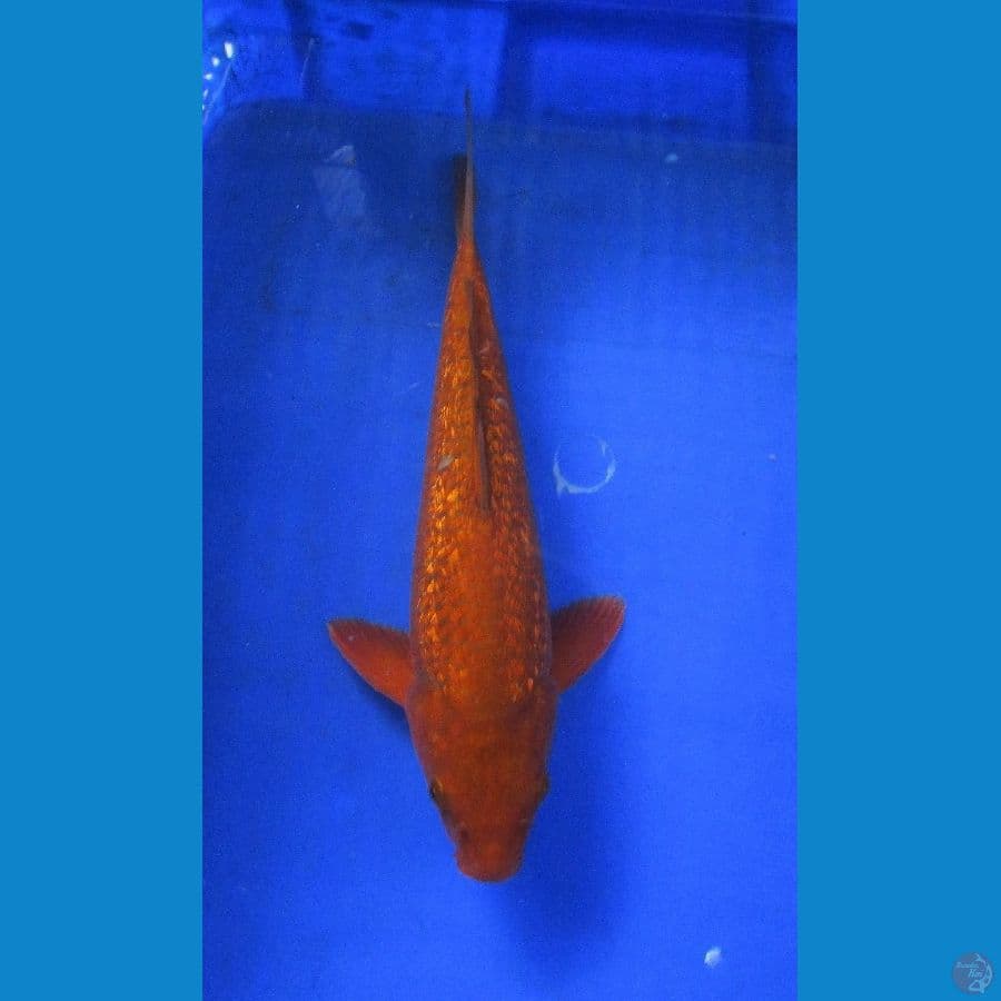 chagoi ginrin ±35cm