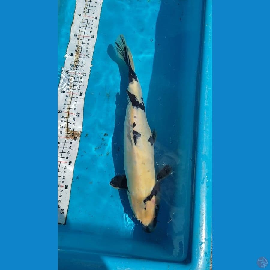 DOITSU Shiro 40cm Jantan