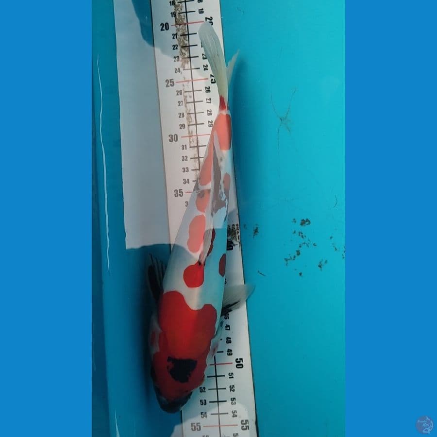 DOITSU Showa 30cm