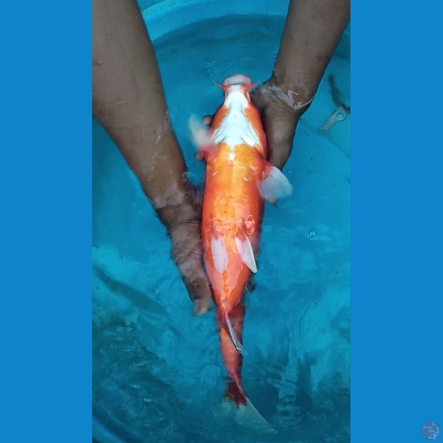 Akahajiro Doitsu 38cm