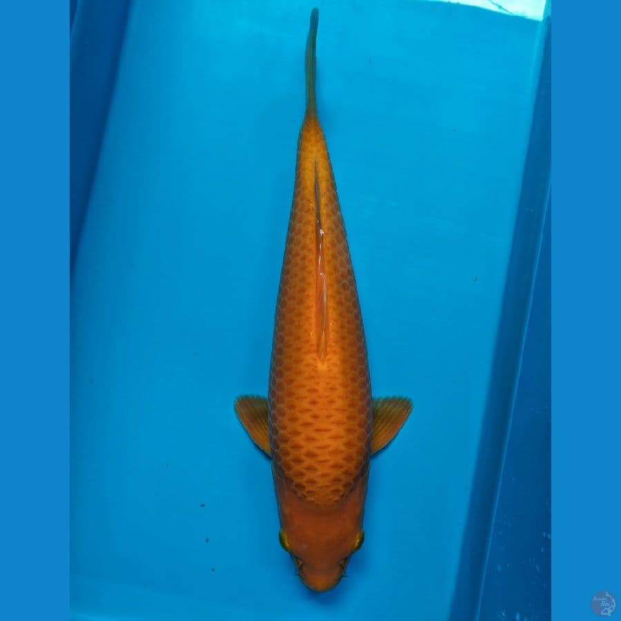 Caramel SQ 35cm Prospek ???? sudah 5X show coretan