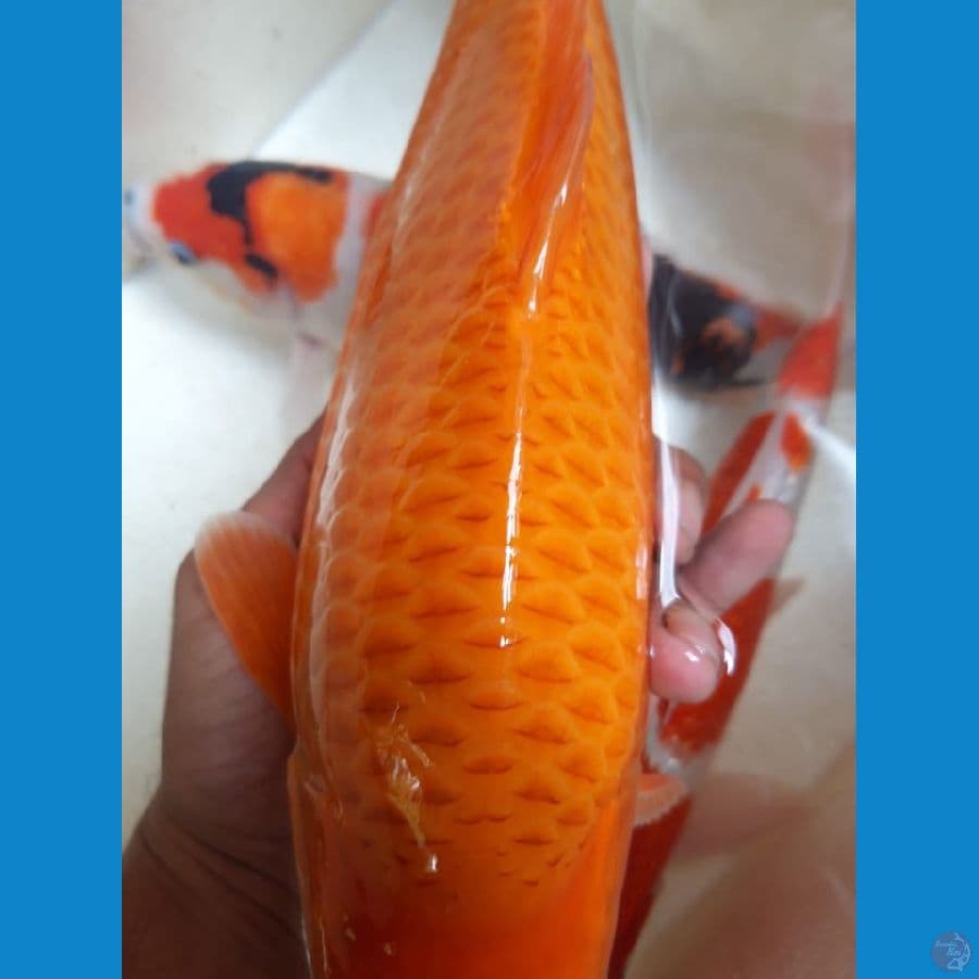 Caramel SQ 35cm Prospek ???? sudah 5X show coretan