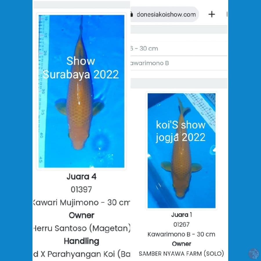 Caramel SQ 35cm Prospek ???? sudah 5X show coretan