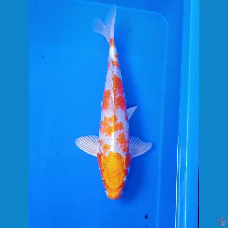 hariwake 30cm