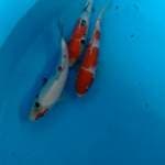 Mix 3ekor  tate goi  bakat jumbo kohaku-sowa-sanke.. 29-30cm 