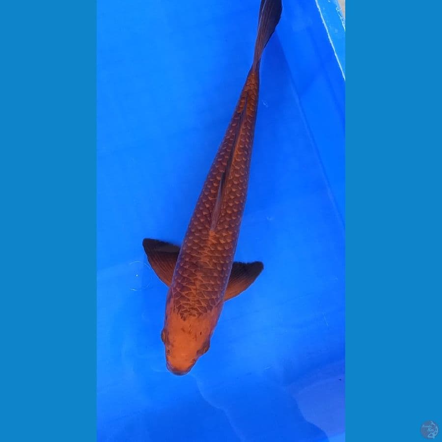 Caramel 35cm Jantan