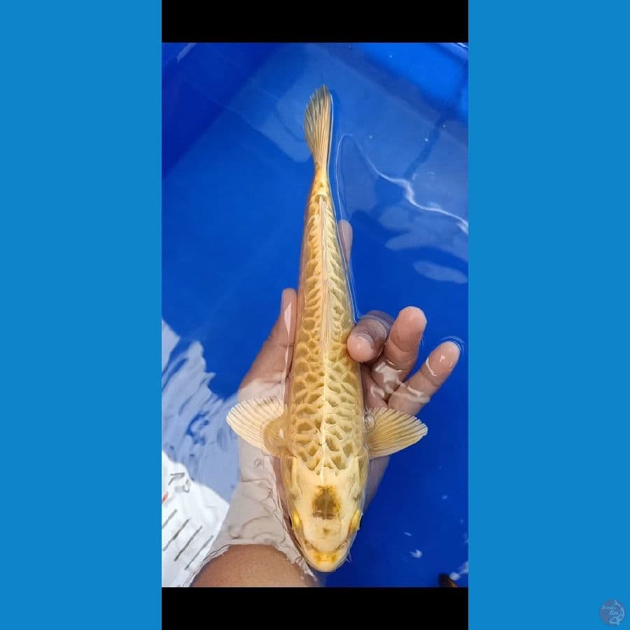 Mukashi Gold Aragoke 30bu Jantan