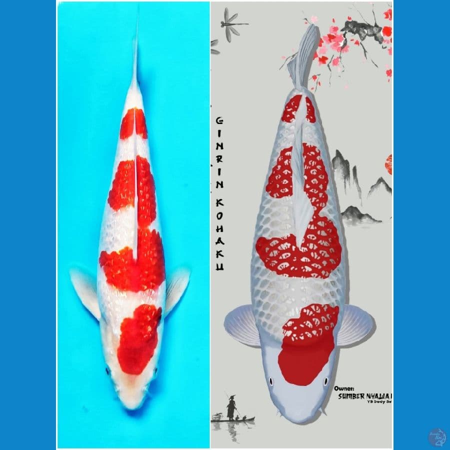 Kohaku Ginrin SQ Male 29cm sudah 3x show coretan point