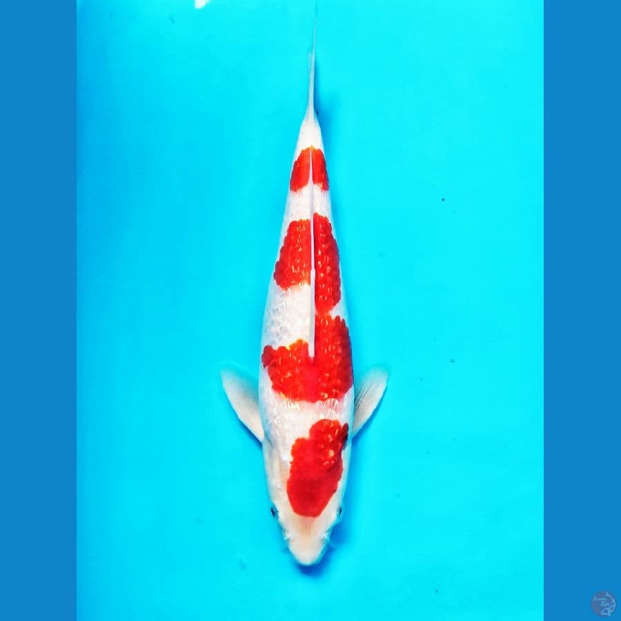 Kohaku Ginrin SQ Male 29cm sudah 3x show coretan point