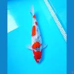 NGUPOYO 01 GHOSIKI 40 CM MALE 