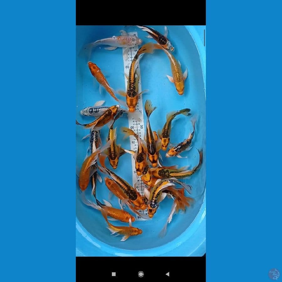 paket kumpai 25 ekor
