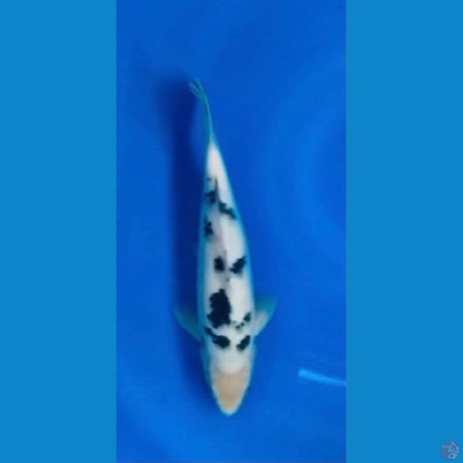 Bekko