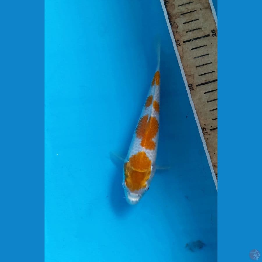 yellow goshiki 17cm