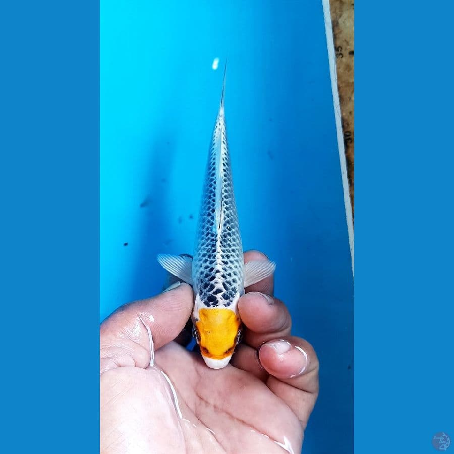TC kujaku 15cm
