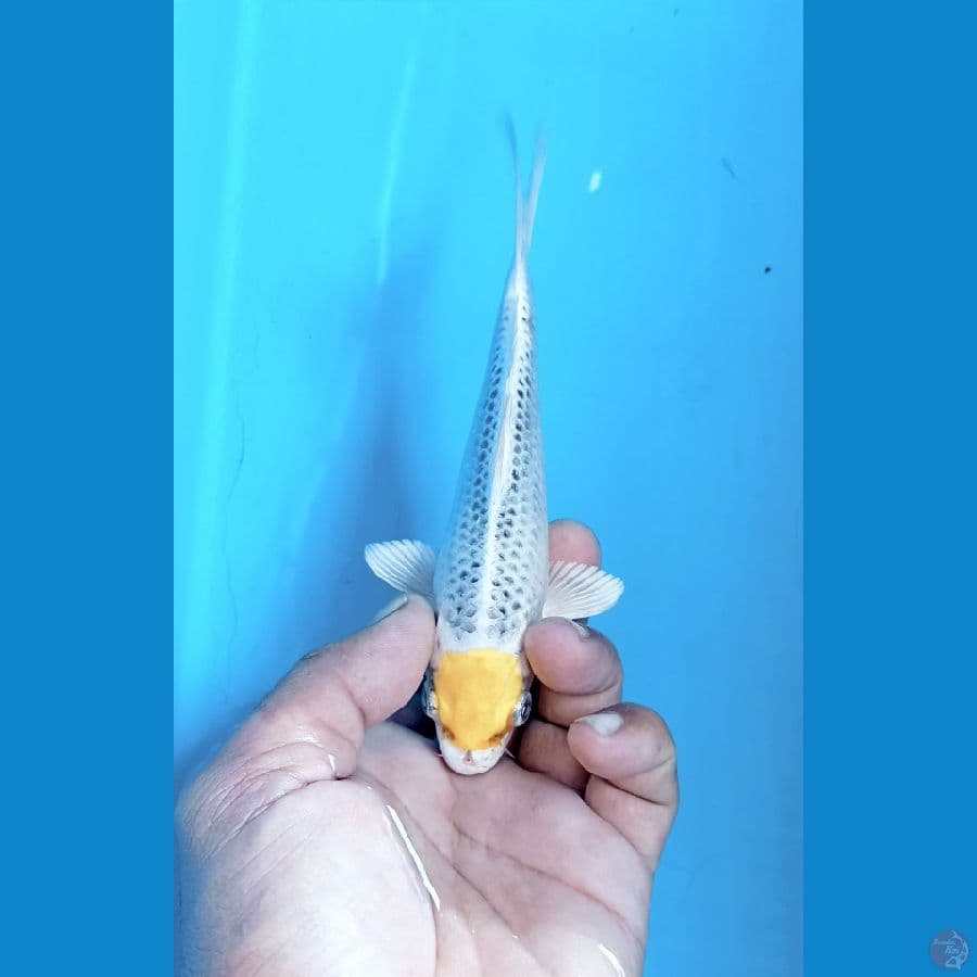 Tc kujaku 17cm
