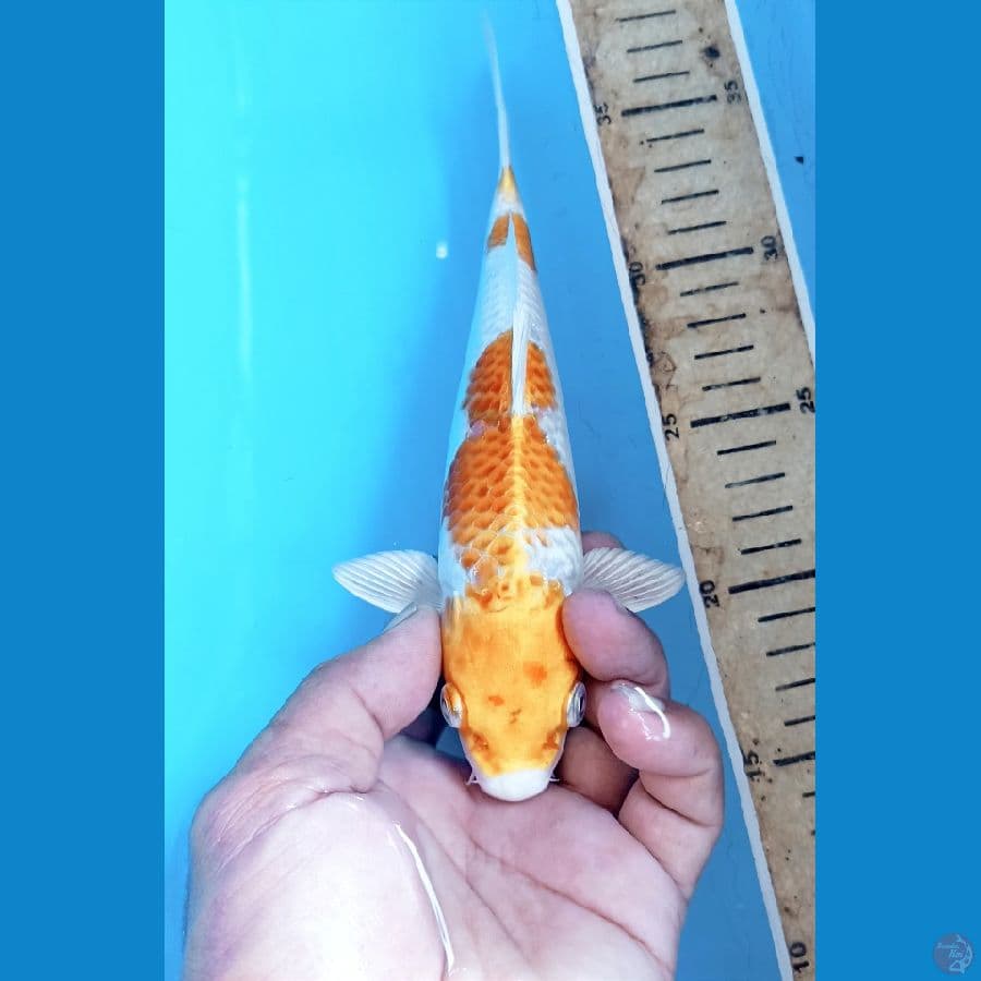 Hariwake 22cm