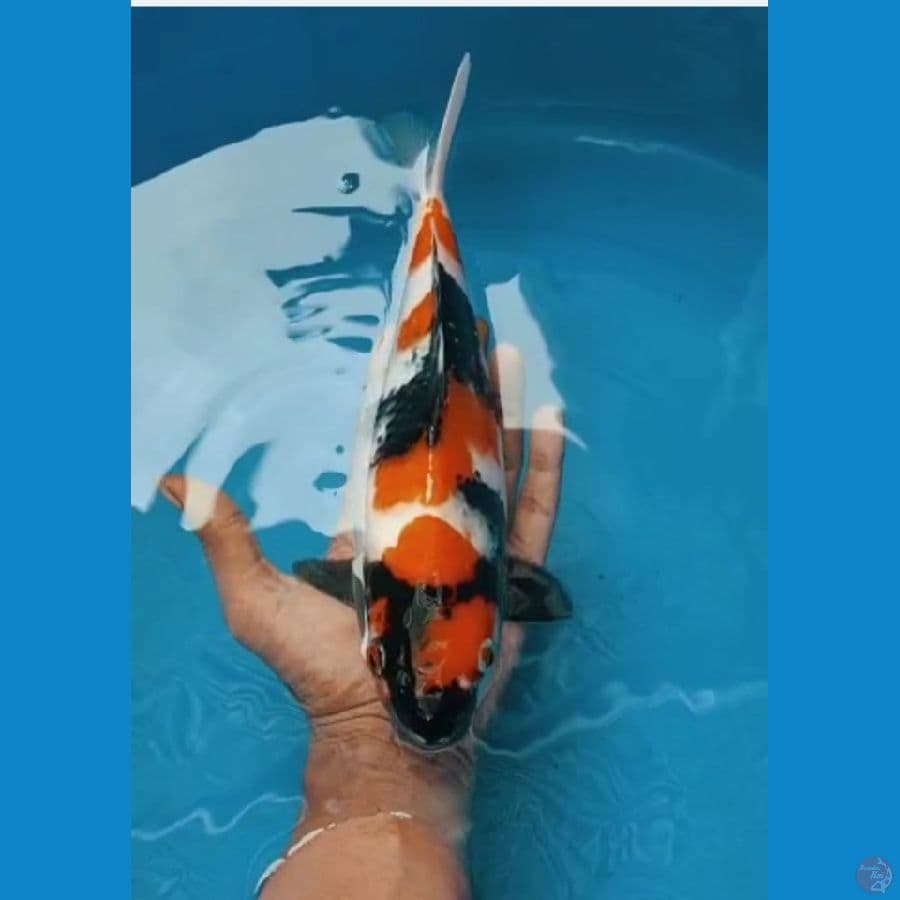 Showa 27Cm