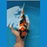 Showa 27Cm