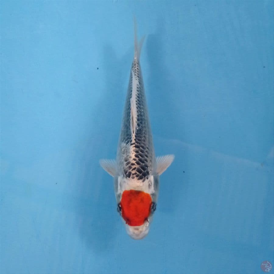 tancho kujaku, 20 cm