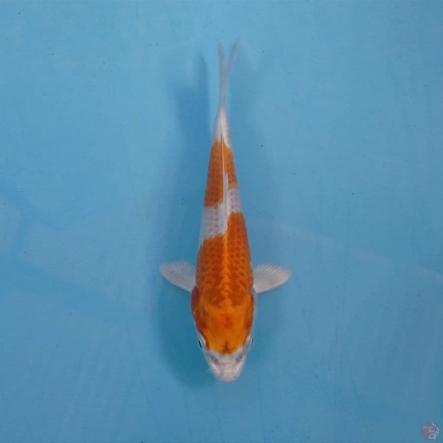 hariwaku, 14 cm
