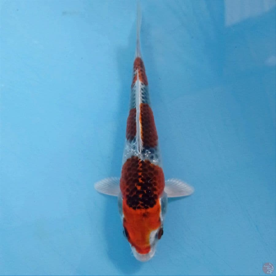 kujaku, 16 cm