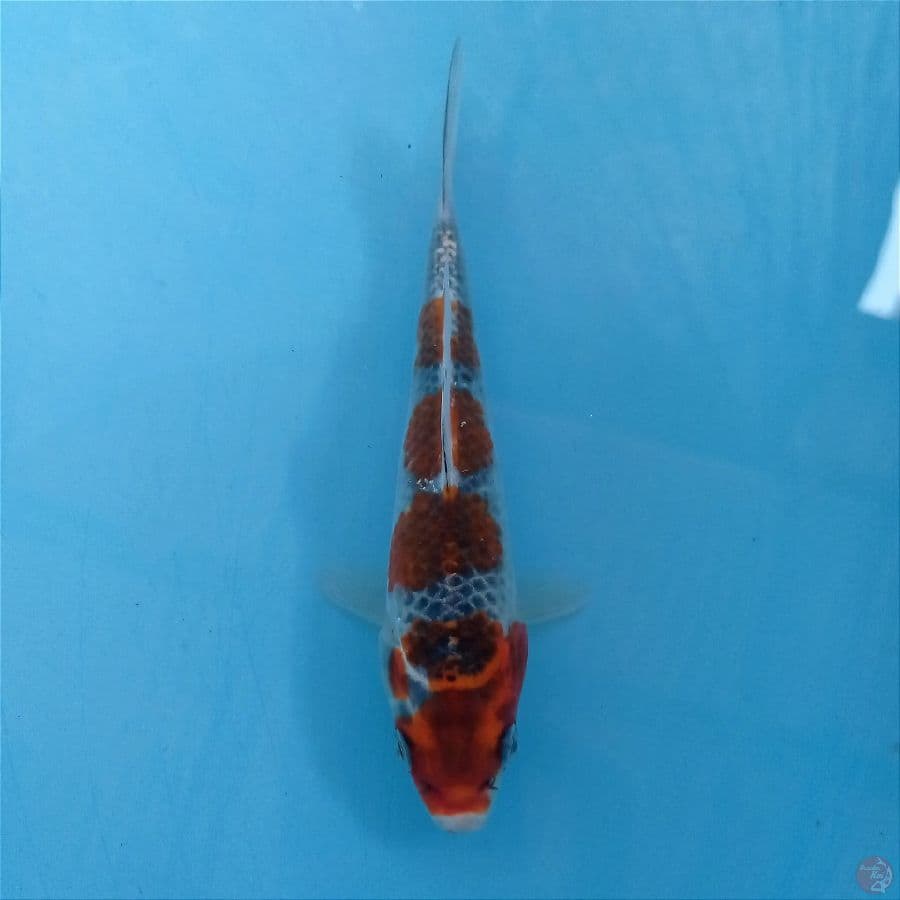 goshiki, 16 cm