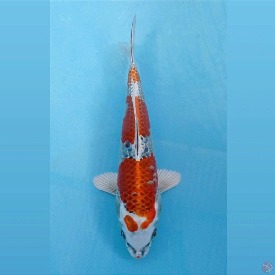 kujaku, 23 cm