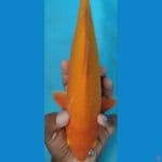 red corn 34 cm