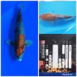 Ochiba serti narita 58 male