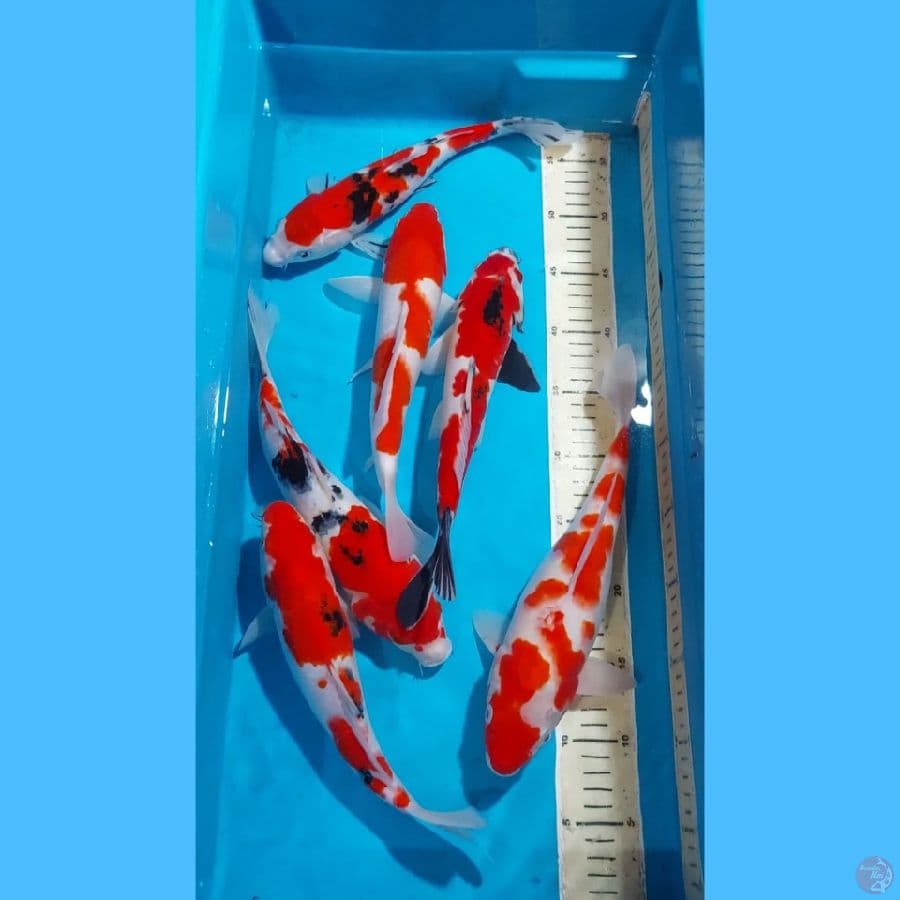 SANKE KOHAKU 27-31 CM