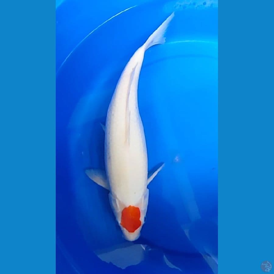 tanco kohaku calon induk 39 cm
