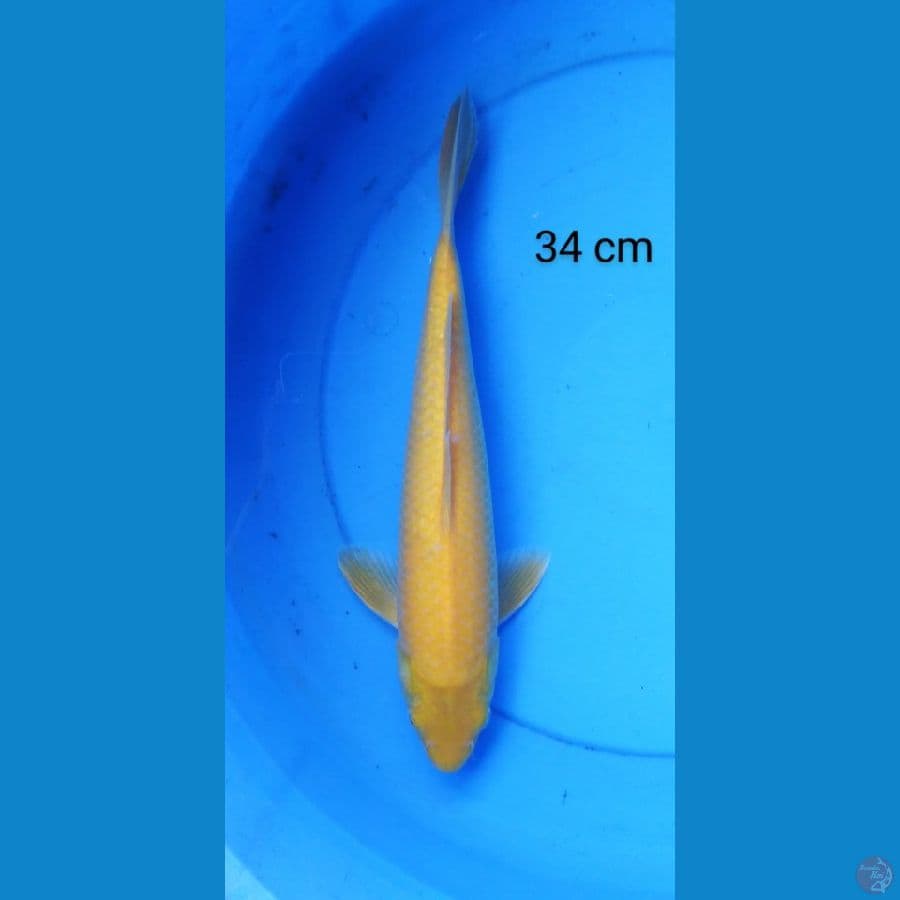 karashi male mata merah 34 cm