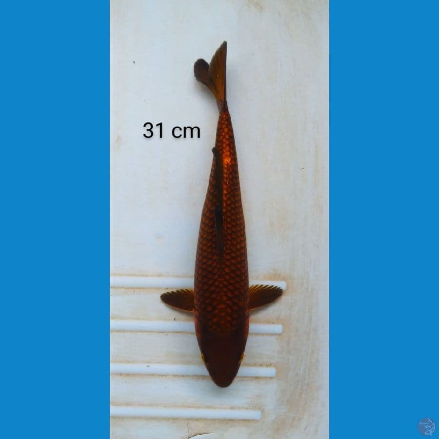 chagoi tembaga ring rapi 31 cm
