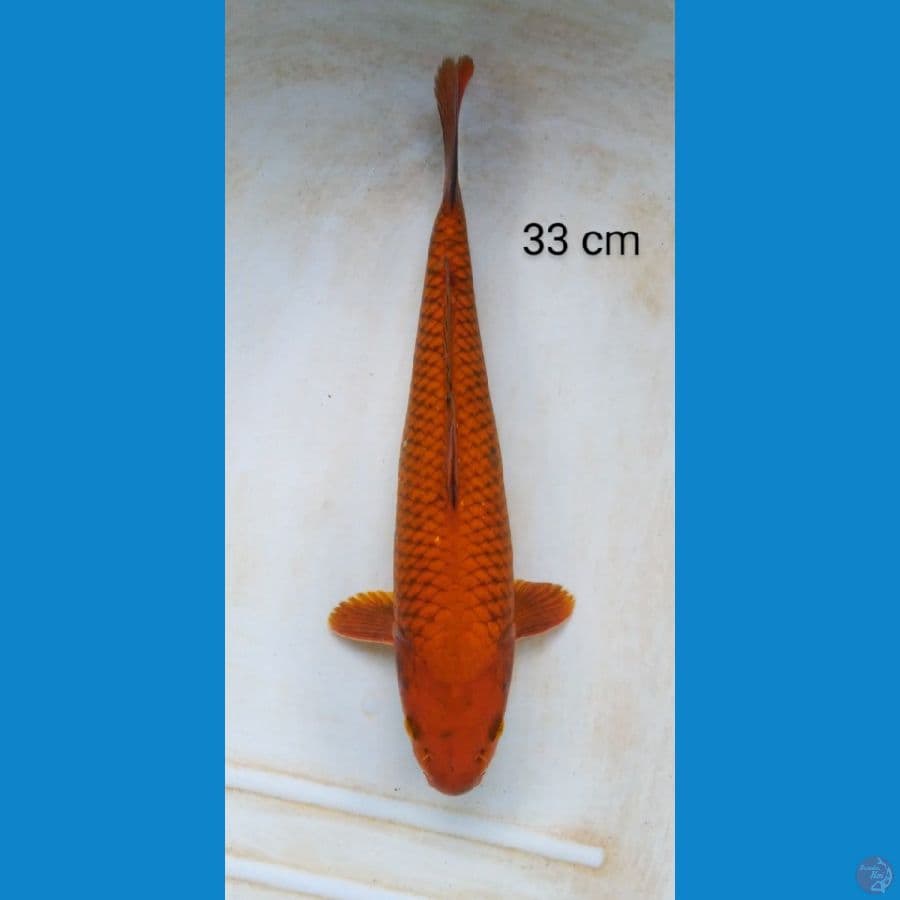 chagoi tembaga punuk ring rapi 33 cm