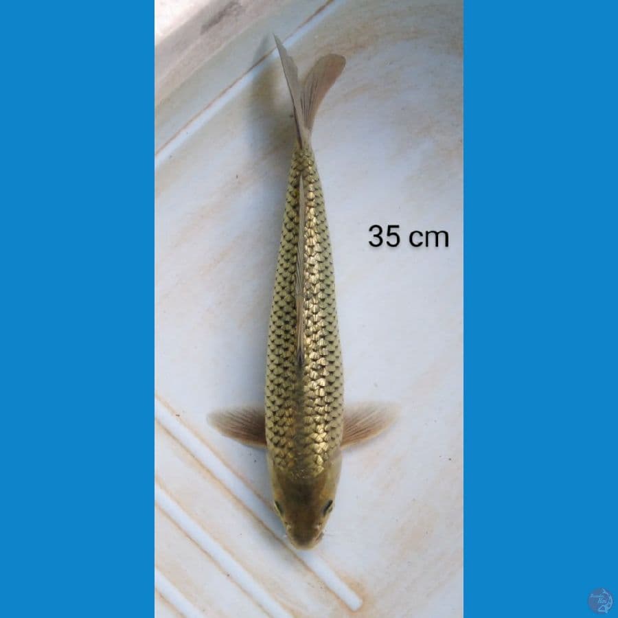 soragoi punuk ginrin 35 cm